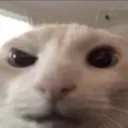 nov4h