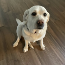 avatar eGynecologist