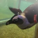 pengubutreal