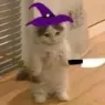 wizv2