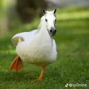 pokeoni
