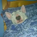 rafonesss#2297's avatar