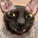 aimaskeli