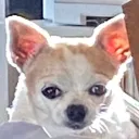 wukongfurhire