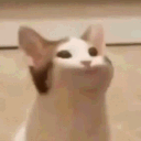 flashpandy