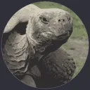 grouchyturtle