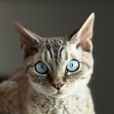 avatar Viktoriia