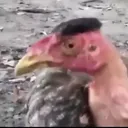 galoblindado