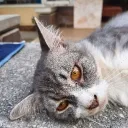 dipsiganteng
