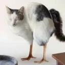 godbake