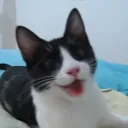 harveeh