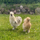 avatar 𐒜𐒐ᎥᎥᎥ