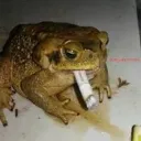 leonidaxz