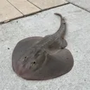 skgx