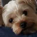snackeye