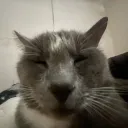 pxiinty