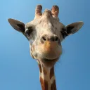 hellobrian
