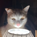 ikoplay#5222's avatar