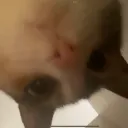 capayomi
