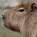 avatar Adler | Chris