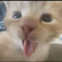 im_nocy