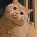leleviator