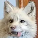 hasleyfox