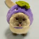 zoohwee