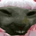 herpderp8191