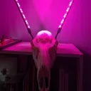 peowi
