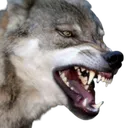 wyzewolfbr