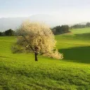 kylethetree