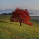 kylethetree