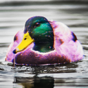 DuckMan