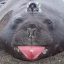 awildseal