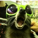 flaretheraccoon#5884's avatar