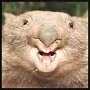 a_killer_wombat