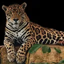 jaguar_el