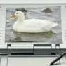 patitocuack9954
