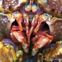 disgustingcrabthing