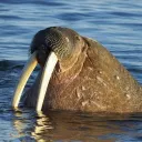 thegloriouswalrus