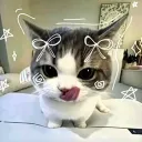 didemo