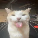 vituslul