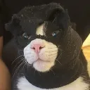 dismissedgv