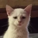 mewniz