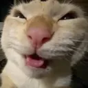 nilkoush