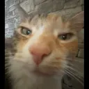 nilkoush