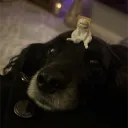 karmanor avatar
