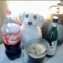 avatar EL CANGURO PSICODELICO