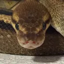 snakenotapasta